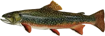 Pike